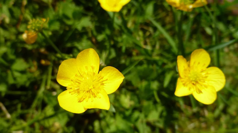 Onkruid bestrijden: Boterbloem Onkruid bestrijden: Boterbloem