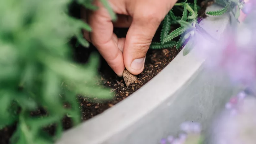 Welke voedingsstoffen heeft een plant nodig? Welke voedingsstoffen heeft een plant nodig?