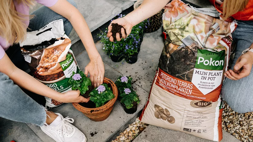 6 Tips voor planten in pot in de herfst en in de winter 6 Tips voor planten in pot in de herfst en in de winter