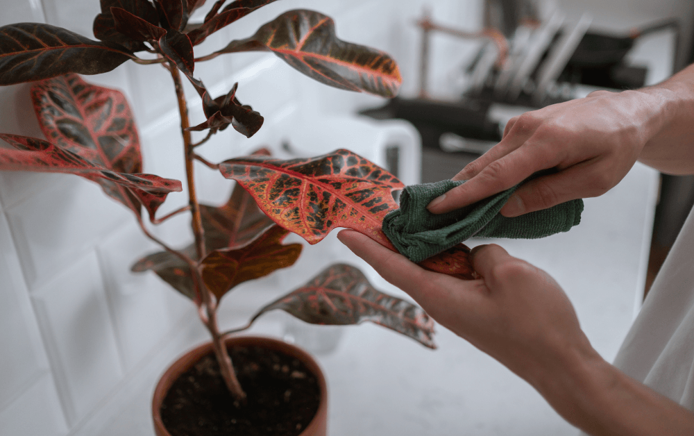Bladeren plant schoonmaken