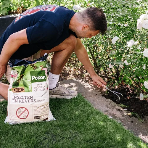 Man knielt en bewerkt met een handcultivator aarde langs bloeiende witte rozen, een zak compost staat naast hem op het gras.
Tekst op de zak: "Pokon", "MIJN PROBLEEM OPLOSSER", "BIO", "TEGEN INSECTEN EN KEVERS", "COMPOST".