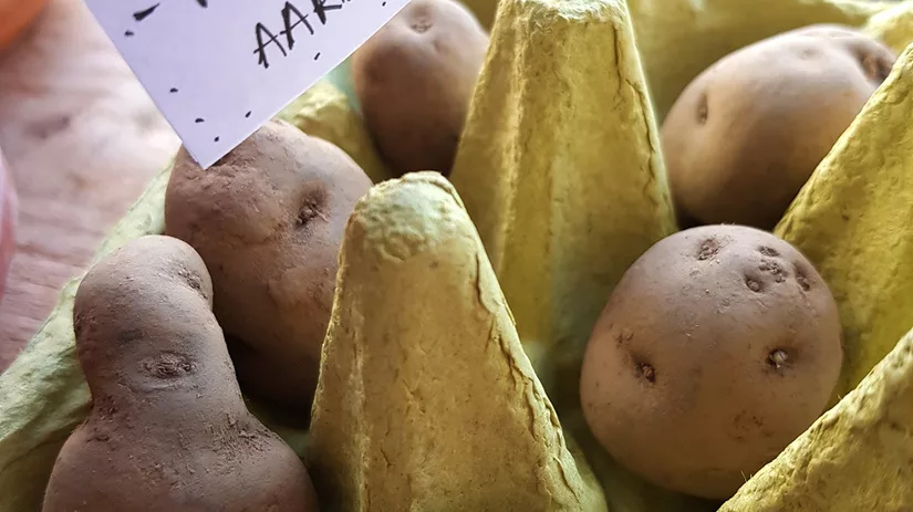 aardappels kweken aardappels kweken