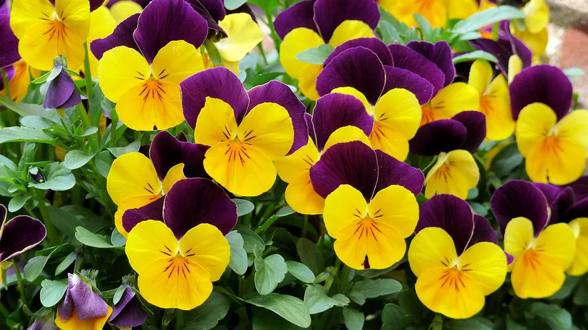 winterviooltjes winterviooltjes