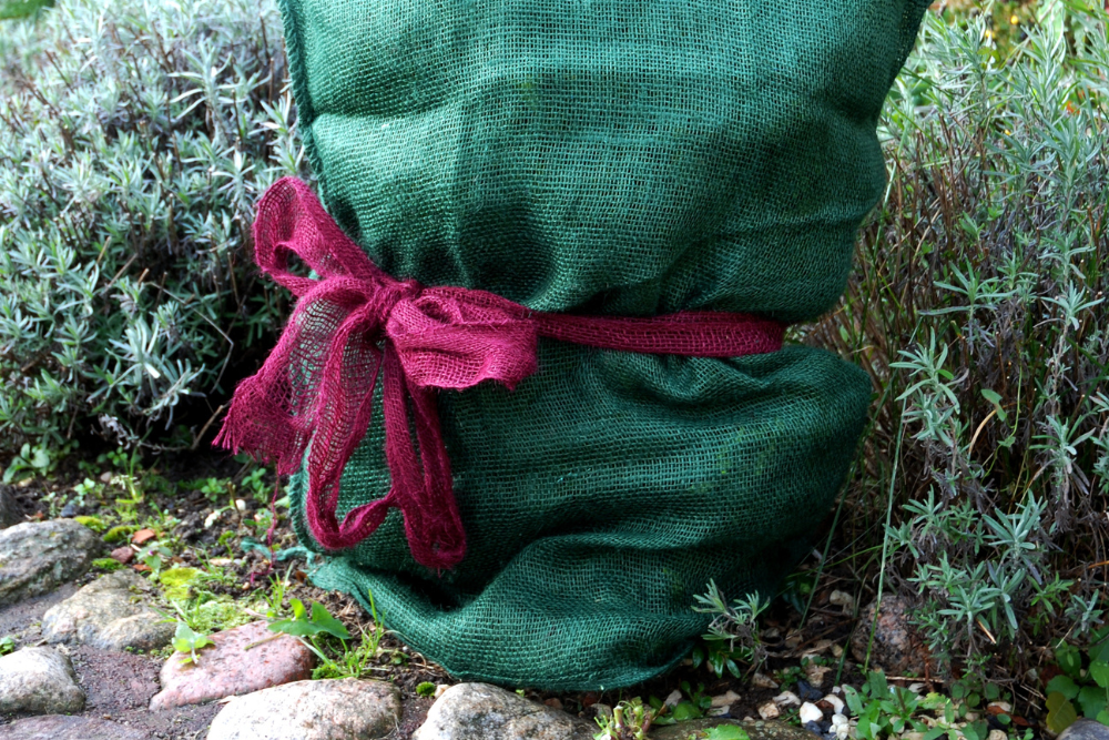 Winterverzorging voor je potplanten