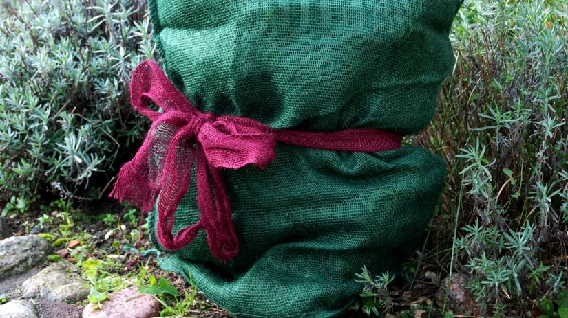 Winterverzorging voor je potplanten Winterverzorging voor je potplanten
