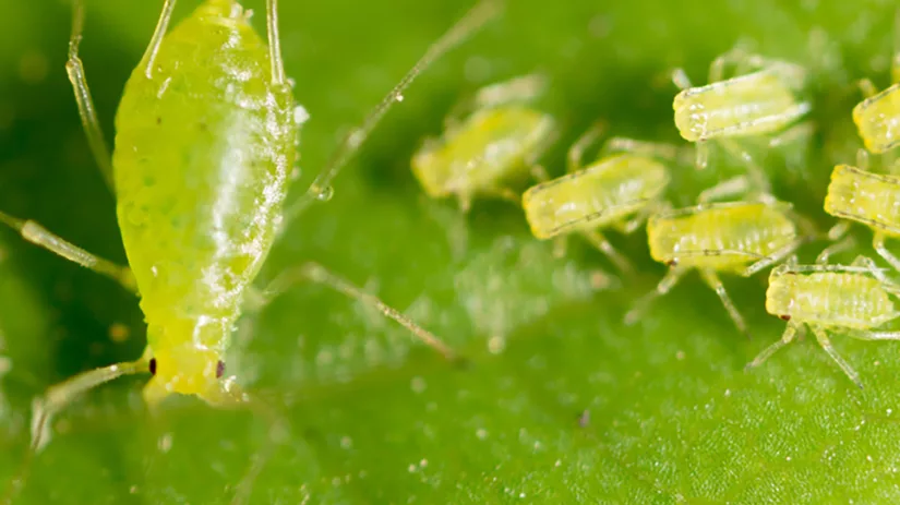 bladluis groene bladluis bestrijden