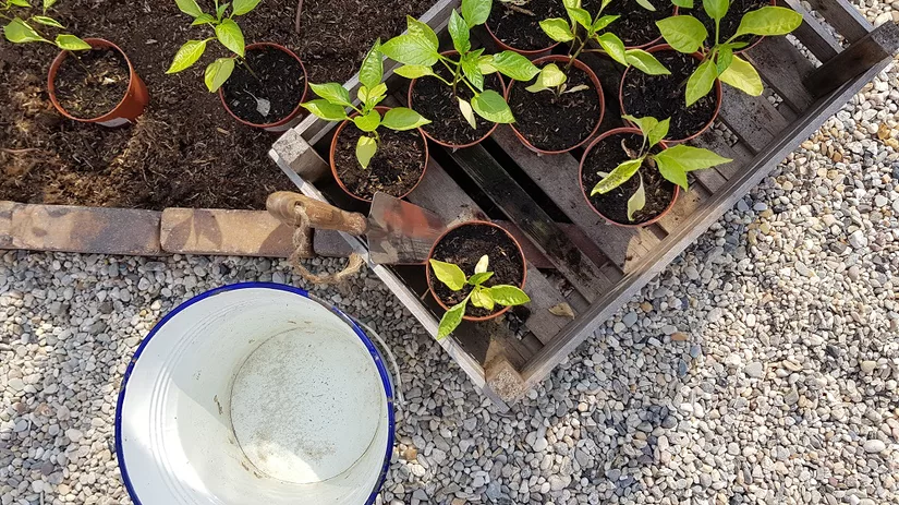 Jonge plantjes in pot De voorgezaaide jonge plantjes van Floor van Floors moestuin