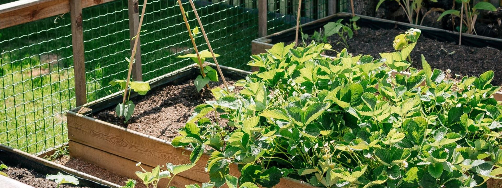 Moestuin aanleggen in volle grond