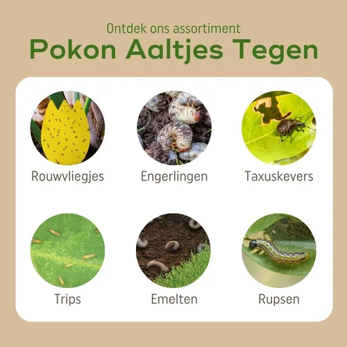 Pokon Aaltjes Tegen presenteert zes ronde foto’s van plaaginsecten met bijschriften, geplaatst in een wit kader op een beige achtergrond.
Gevonden tekst (exact):
- Ontdek ons assortiment
- Pokon Aaltjes Tegen
- Rouwvliegjes
- Engerlingen
- Taxuskevers
-