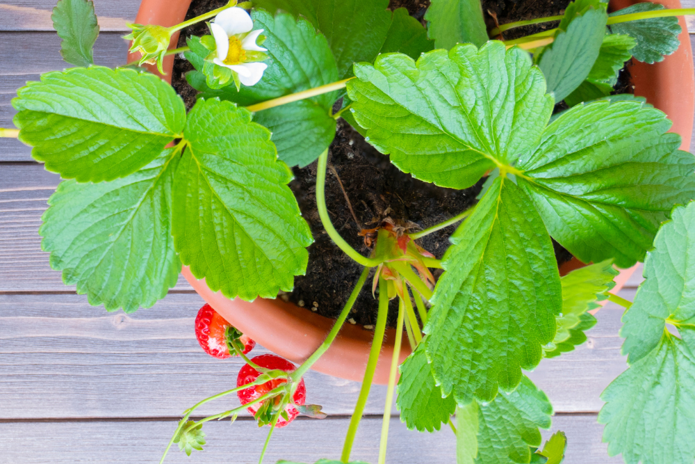 5 soorten fruit die je in een pot kunt kweken