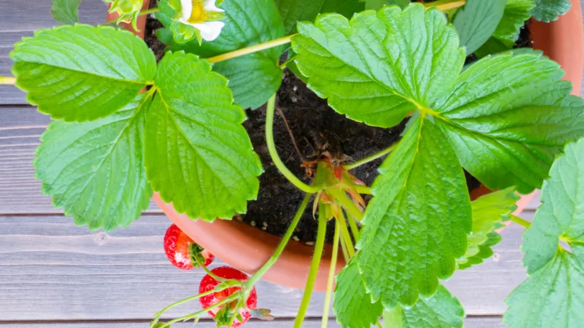 5 soorten fruit die je in een pot kunt kweken 5 soorten fruit die je in een pot kunt kweken