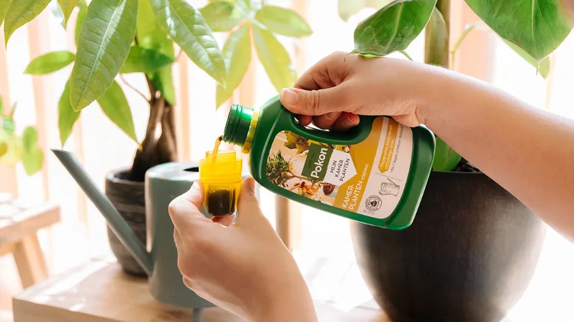 Beste kamerplanten voeding.png Beste kamerplanten voeding.png