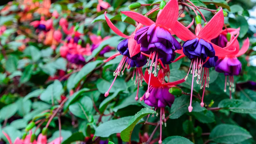 Fleur je tuin op met de Fuchsia Fleur je tuin op met de Fuchsia