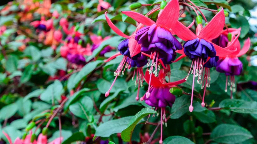 Fleur je tuin op met de Fuchsia Fleur je tuin op met de Fuchsia