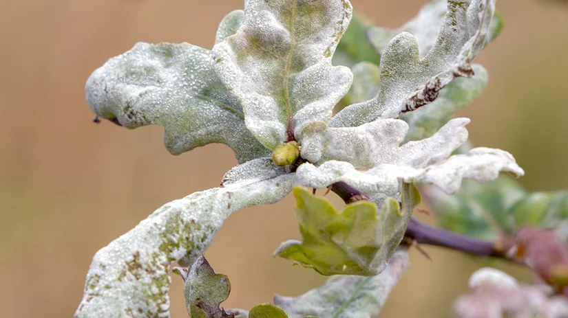 echte-meeldauw-witziekte-powdery-mildew echte-meeldauw-witziekte-powdery-mildew