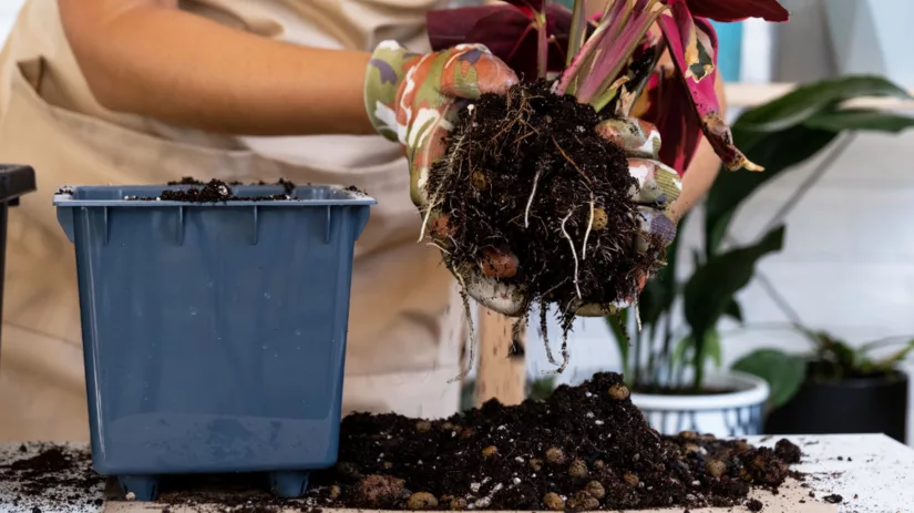 Wortelrot: zo herken en voorkom je het Wortelrot: zo herken en voorkom je het