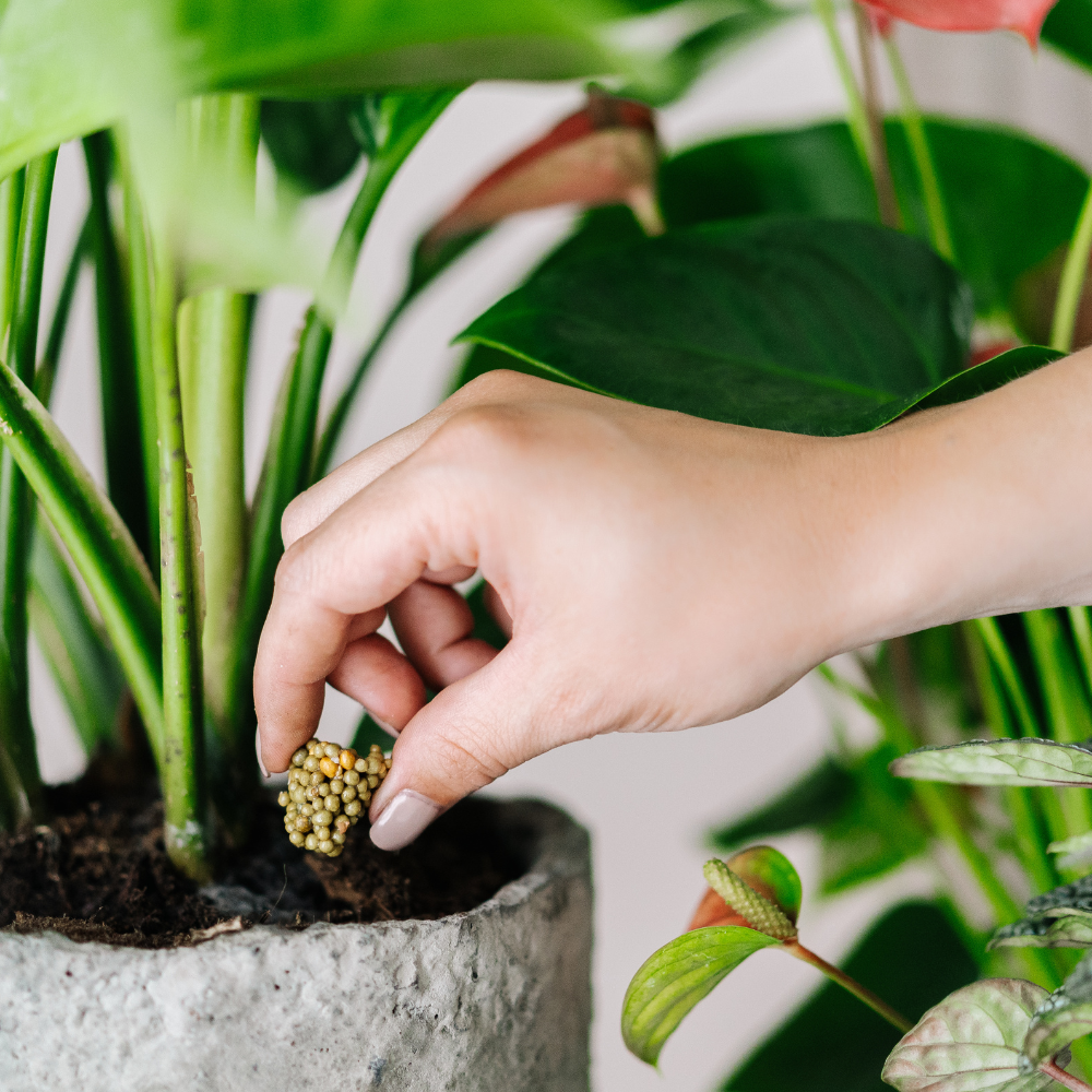 Pokon voedingskegels