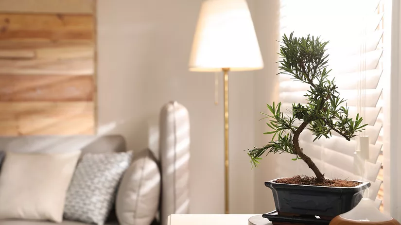 Een bonsai boompje Een kleine bonsai boom in huis heeft de juiste verzorging nodig.