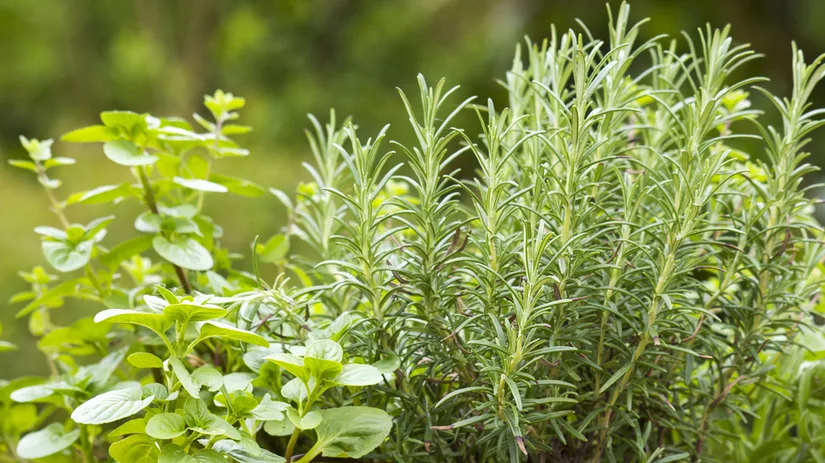 Maak je eigen kruidentuin Maak je eigen kruidentuin