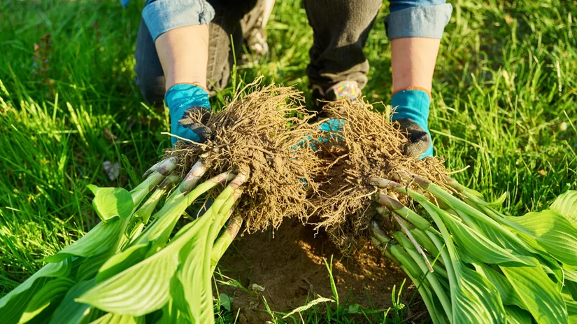 Planten scheuren: een praktische manier van vermeerdering Planten scheuren: een praktische manier van vermeerdering
