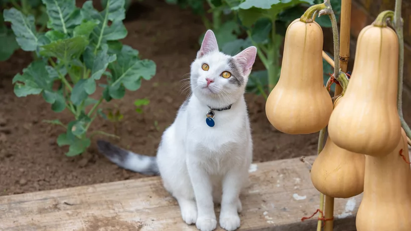 Maak je tuin catproof: katten verjagen Maak je tuin catproof: katten verjagen