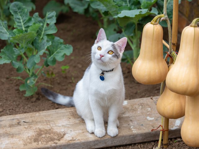 bod bang In de omgeving van Maak je tuin catproof: katten verjagen - Pokon - Groen doet je goed