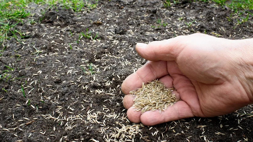 Hoeveel graszaad strooien? Hoeveel graszaad strooien?