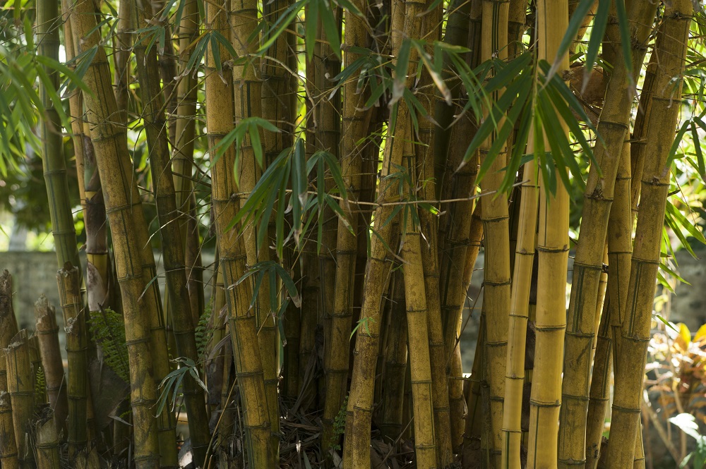Mooi Ziektecijfers Aantrekkelijk zijn aantrekkelijk Bamboe in je tuin - Pokon - Groen doet je goed