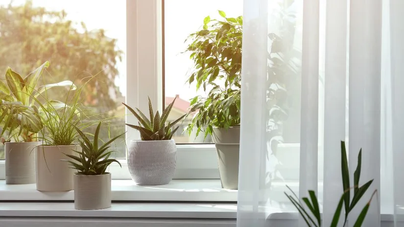 Kamerplanten geschikt voor de volle zon.jpg Groene kamerplanten staan in potten en vangen zacht zonlicht op een witte vensterbank, naast een lichtdoorlatend wit gordijn, met vage tuin- en huisachtergrond.