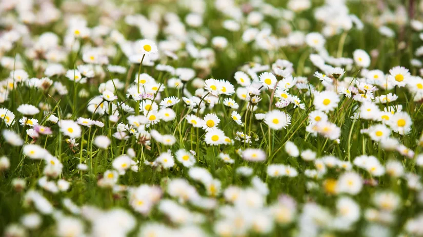 Een gazon met bloemen Een gazon met bloemen