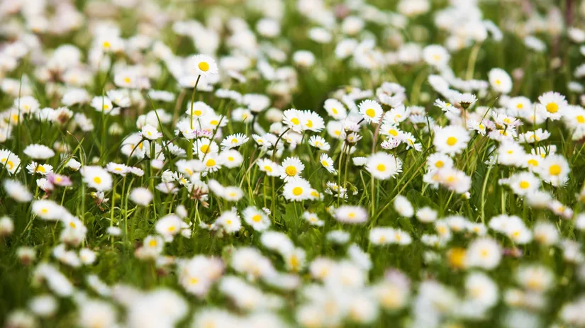 Een gazon met bloemen Een gazon met bloemen