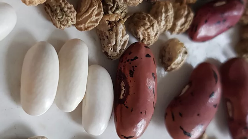 zaden kiezen Kies de juiste zaden