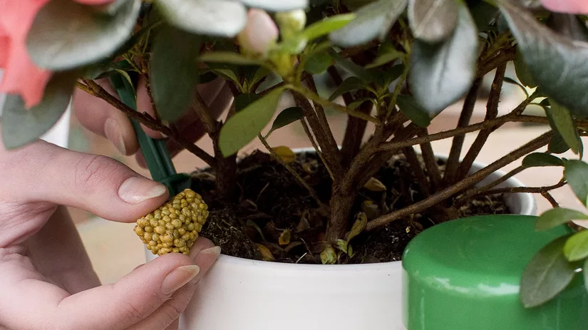 Voeding voor planten in pot Voeding voor planten in pot