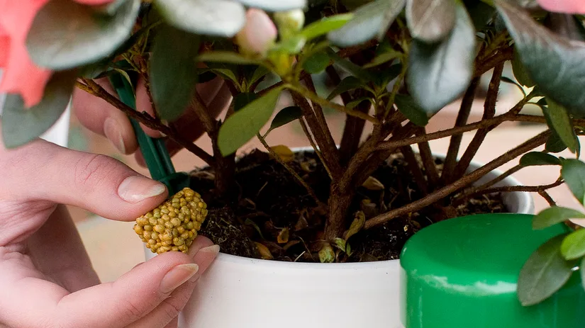 Voeding voor planten in pot Voeding voor planten in pot