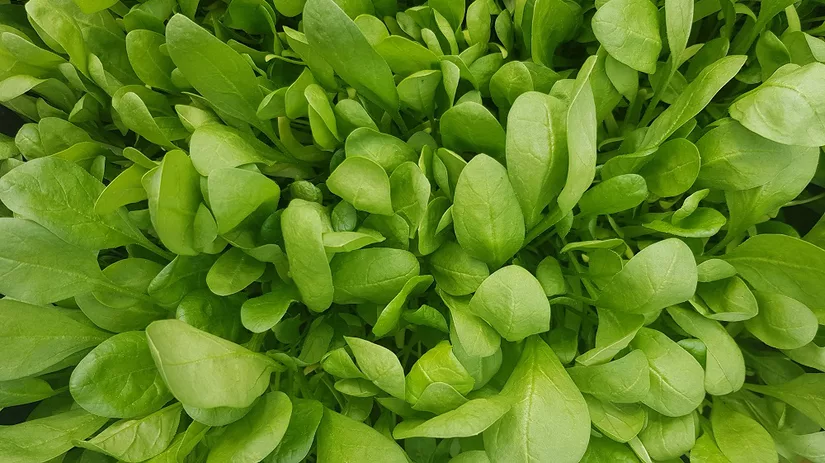 Herfstgroenten uit eigen tuin Herfstgroenten uit eigen tuin