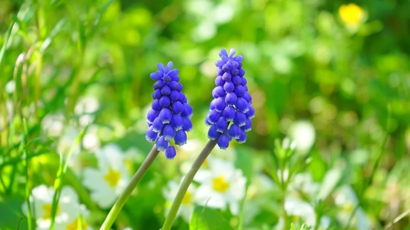 blauwe druifjes blauwe druifjes