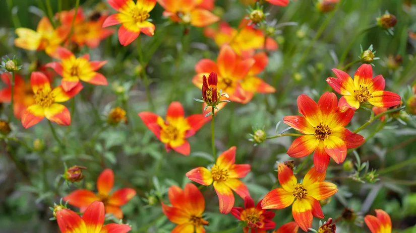Bidens Beedance Bidens Beedance