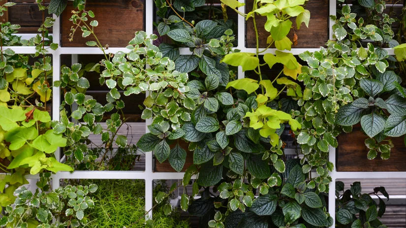 Plantengeleiders gebruiken voor klimplanten Plantengeleiders gebruiken voor klimplanten