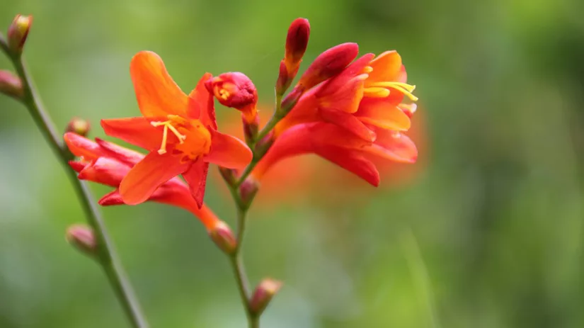 Crocosmia Montbretia Crocosmia Montbretia
