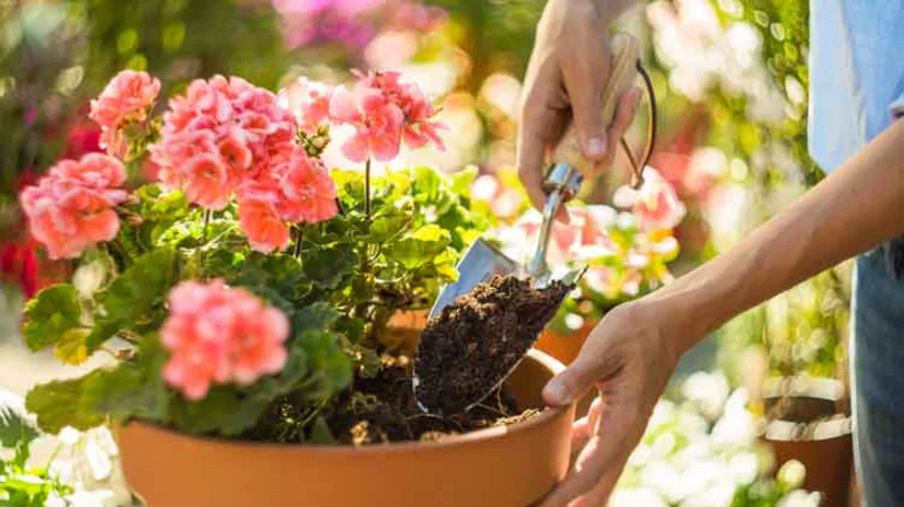 Grond voor planten in pot Grond voor planten in pot