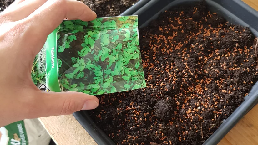 Tuinkers zaaien Floor zaait binnen tuinkers zaadjes