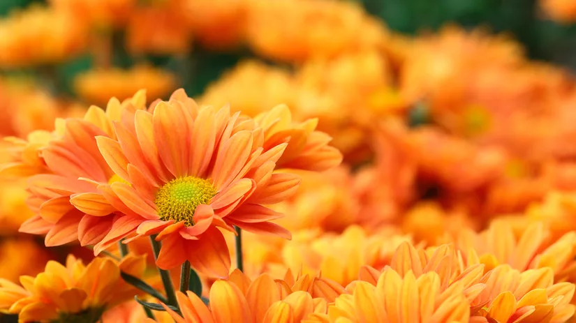 Koningsdag: Oranje in je border Koningsdag: Oranje in je border