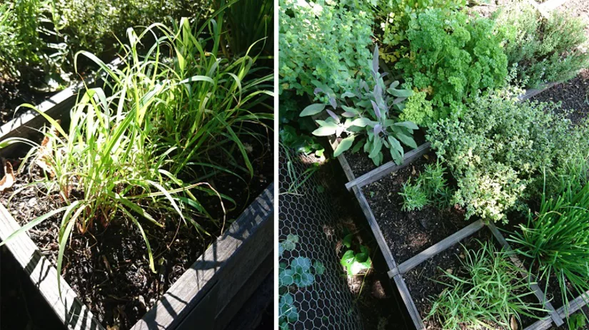 citroengras citroengras