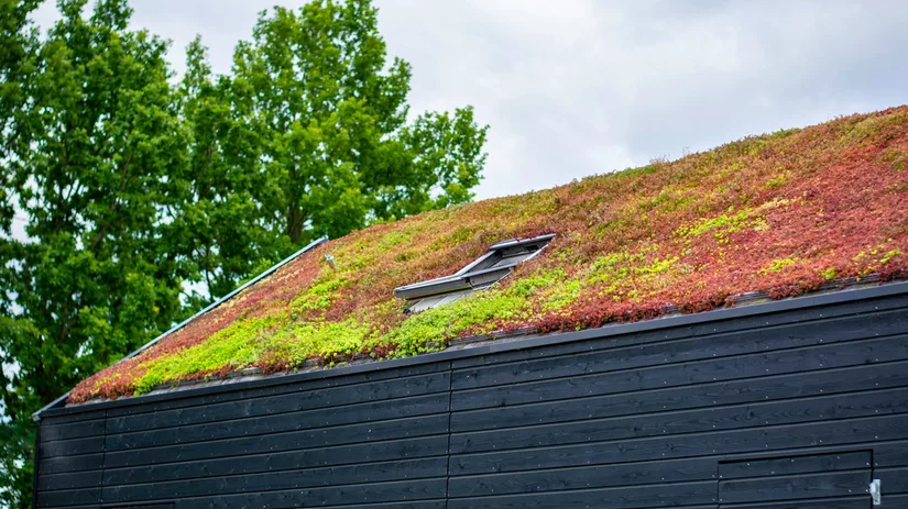Maak je eigen sedumdak in 6 stappen Maak je eigen sedumdak in 6 stappen