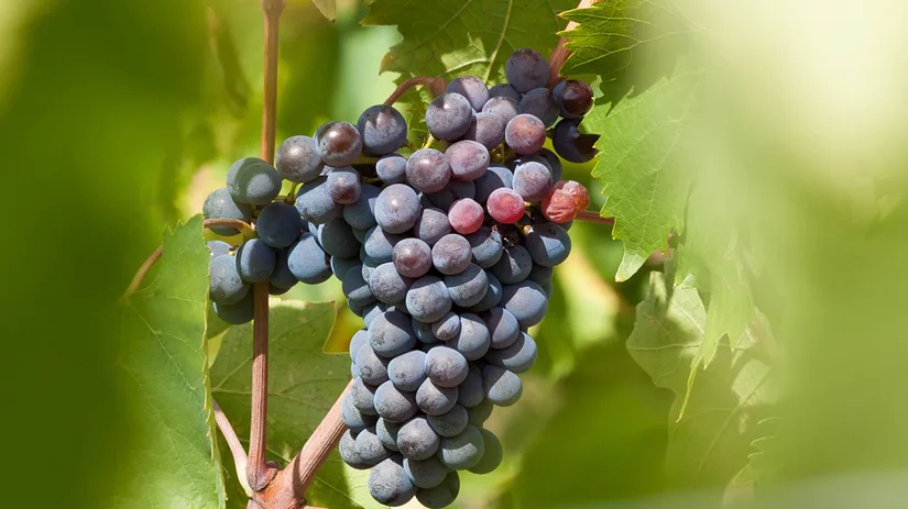 Zin in een druifje? Zin in een druifje?