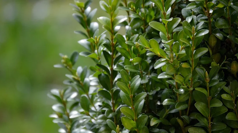 Buxus in de border Buxus in de border