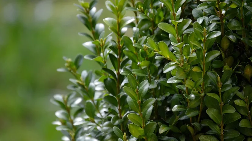 Buxus in de border Buxus in de border