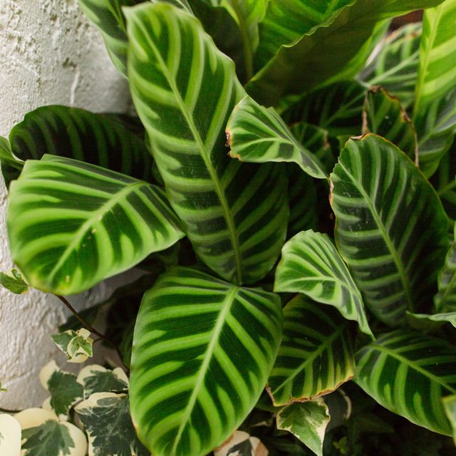 Calathea verzorging & tips - Pokon