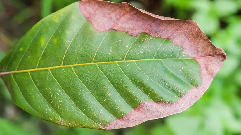 kalitekort-potassium-deficiency kalitekort-potassium-deficiency