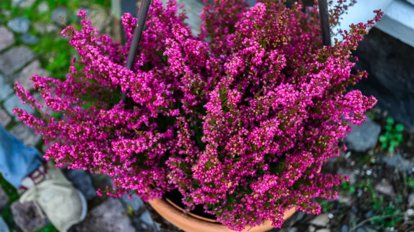 Winterharde planten voor je terras of balkon Winterharde planten voor je terras of balkon